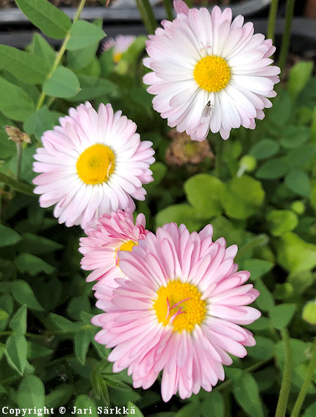 Bellis perennis, kaunokainen